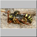 Nomada lathburiana - Wespenbiene 04f.jpg